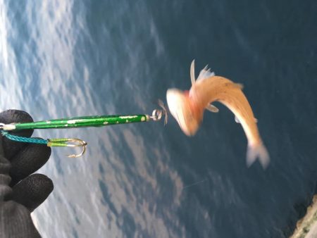 青物の活性が低い